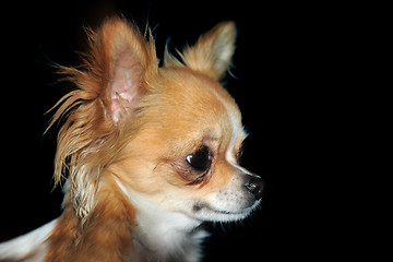 Image showing young chihuahua