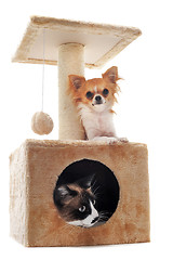 Image showing chihuahua and siamese cat 