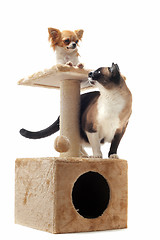 Image showing chihuahua and siamese cat 