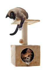 Image showing chihuahua and siamese cat 