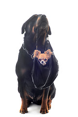 Image showing rottweiler and puppy chihuahua