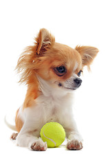 Image showing puppy chihuahua and ball