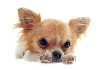 Image showing puppy chihuahua tired