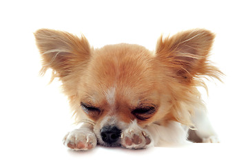 Image showing puppy chihuahua tired