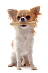 Image showing puppy chihuahua and his bone