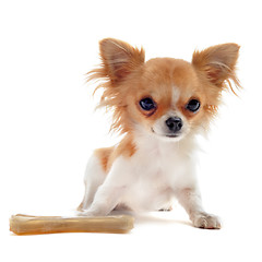 Image showing puppy chihuahua and bone