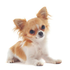 Image showing puppy chihuahua