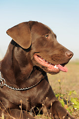 Image showing brown labrador retriever