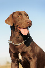 Image showing labrador retriever