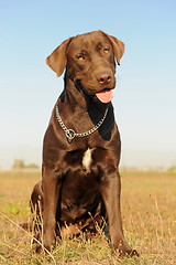 Image showing female labrador retriever