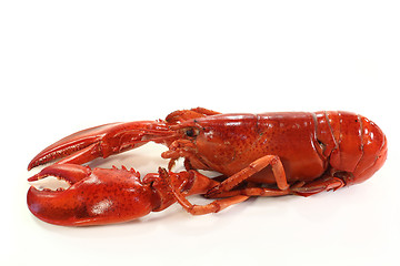 Image showing lobster