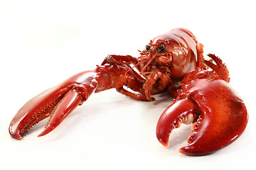 Image showing lobster
