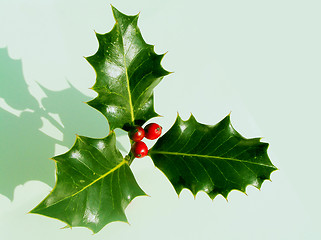 Image showing Holly