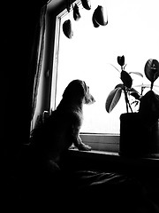 Image showing dog watching from the window