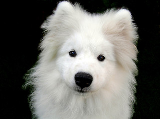 Image showing Samoyed