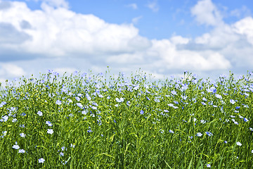 Image showing Blooming flax field