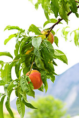 Image showing Peaches on tree