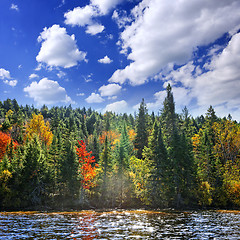 Image showing Fall forest in sunshine