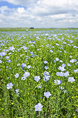 Image showing Blooming flax field