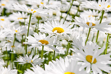 Image showing Daisies in garden