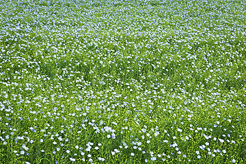 Image showing Blooming flax background