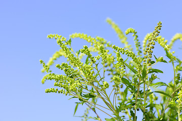 Image showing Ragweed plant