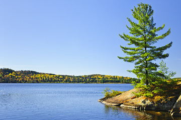 Image showing Pine tree at lake shore