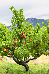 Image showing Peaches on tree