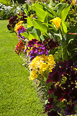 Image showing Colorful garden flowers