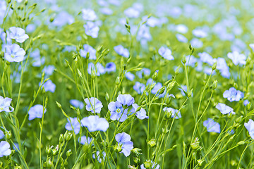 Image showing Blooming flax