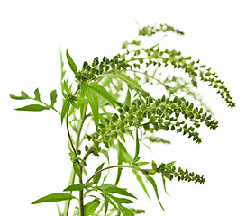 Image showing Ragweed plant