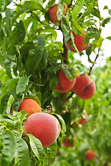 Image showing Peaches on tree