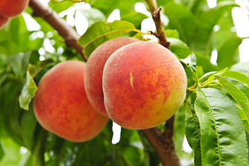 Image showing Peaches on tree