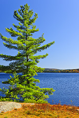 Image showing Pine tree at lake shore