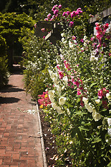 Image showing Colorful flower garden