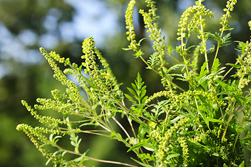 Image showing Ragweed plant