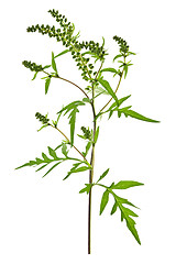 Image showing Ragweed plant