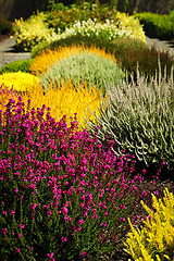 Image showing Colorful garden flowers