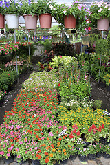 Image showing flower market