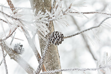 Image showing Snow covered pine code