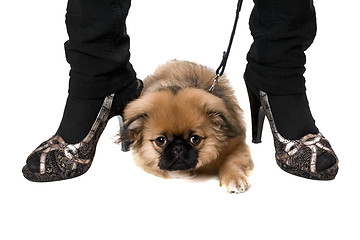 Image showing Funny pekinese puppy