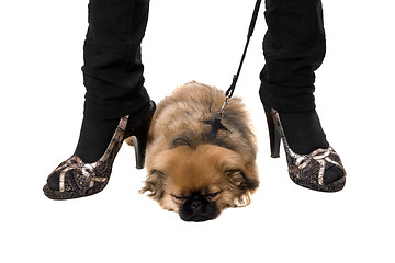 Image showing Pekinese puppy sleepin