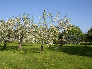 Image showing Ala-Lemu orchard