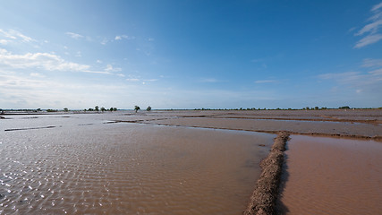 Image showing Flooded rice fields in Cambodia