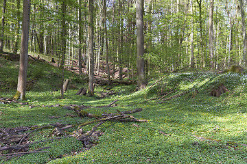 Image showing green forest