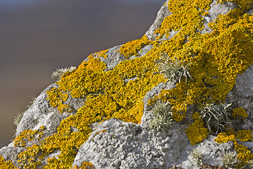 Image showing yellow lichen on stone