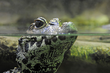 Image showing caiman