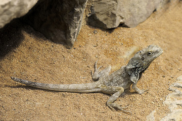 Image showing Bearded Dragon,Pogona Vitticeps