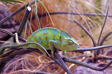 Image showing chameleon