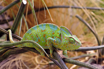 Image showing chameleon